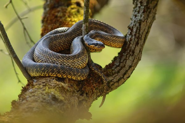 Sur un arbre perché