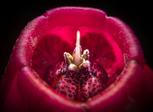 Plants and mushrooms