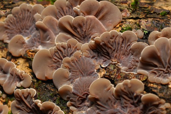 IMG_2082 Аурикулярия извилистая (auricularia mesenterica) копия