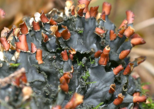 Plants and mushrooms