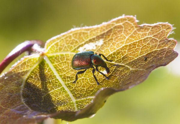 А кто это сдееелал?!