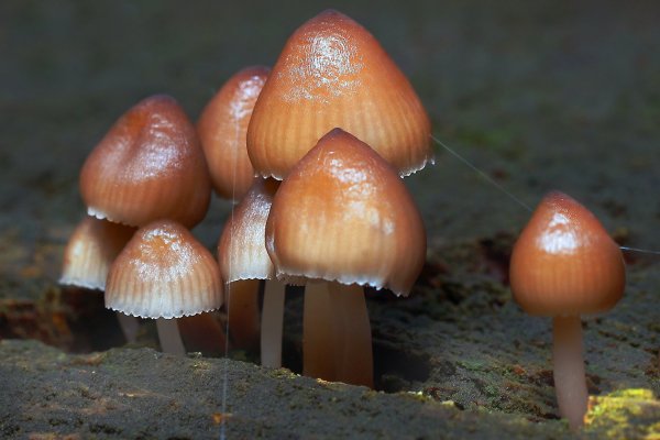 Plants and mushrooms