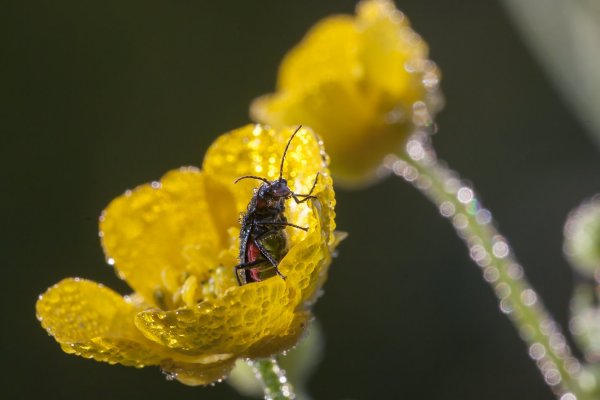 Радушная хозяйка