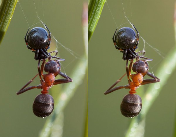 Вот и кончилась жизнь муравьиная!
