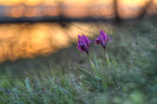 Дніпровські зорі