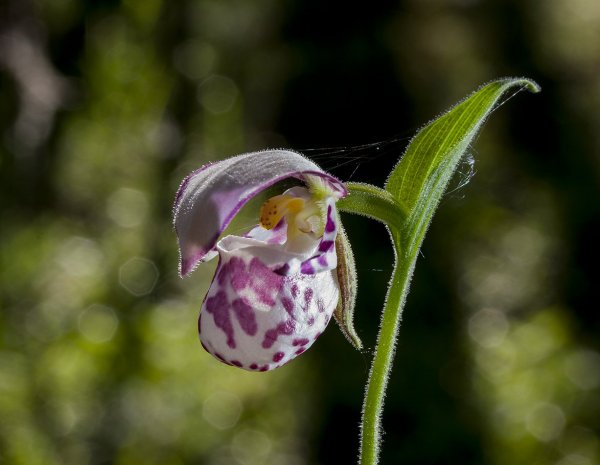 Водитель микролитражки