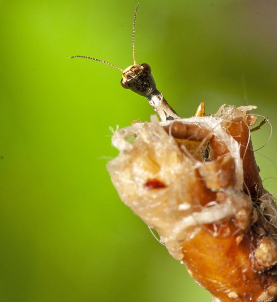 Длинношеее.