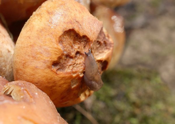 IMG_3606 ложноопёнок кирпично-красный (hypholoma lateritium)