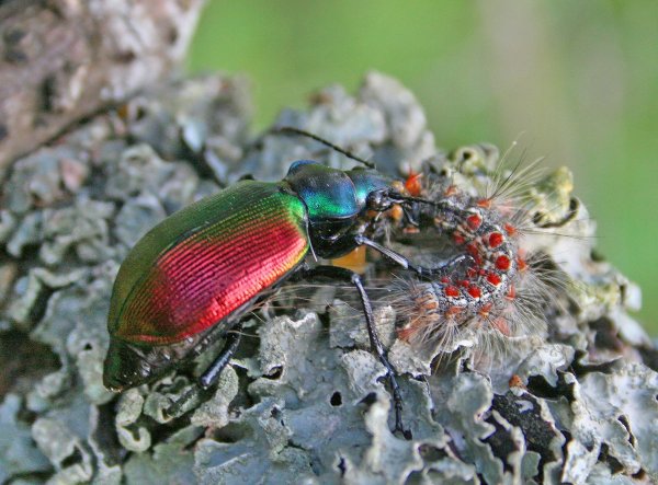 Хорошая добыча.