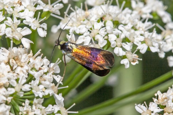 Моли бывают разные.