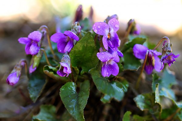 IMG_4664B,Radius8,Smoothing4-1 копия  Фиалки лесные