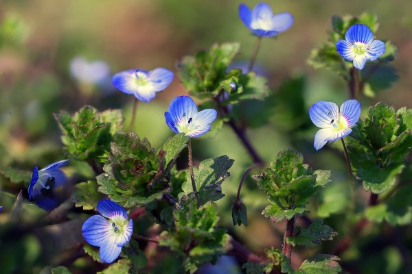 IMG_4686 Вероника персидская veronica persica