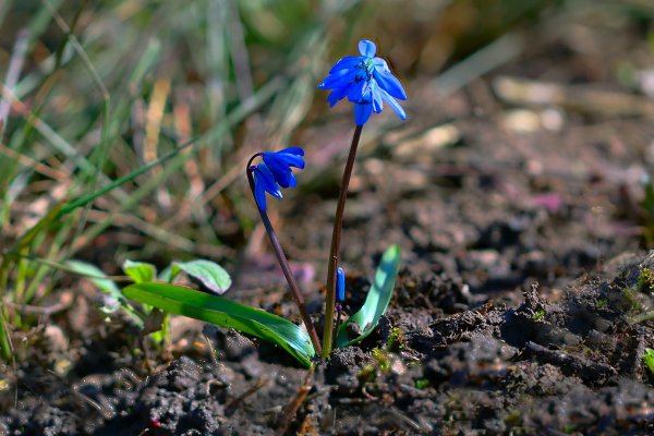 Plants and mushrooms