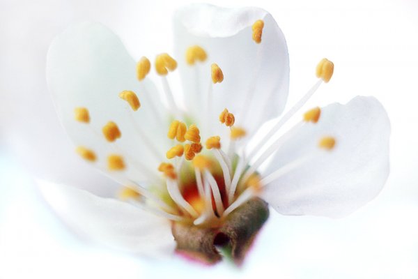 Plants and mushrooms