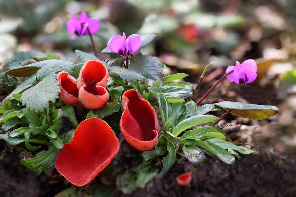 IMG_4900B Саркосцифа австрийская, цикломен кавказский