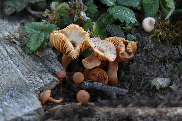 IMG_5030 Tubaria furfuracea (Тубария отрубистая)