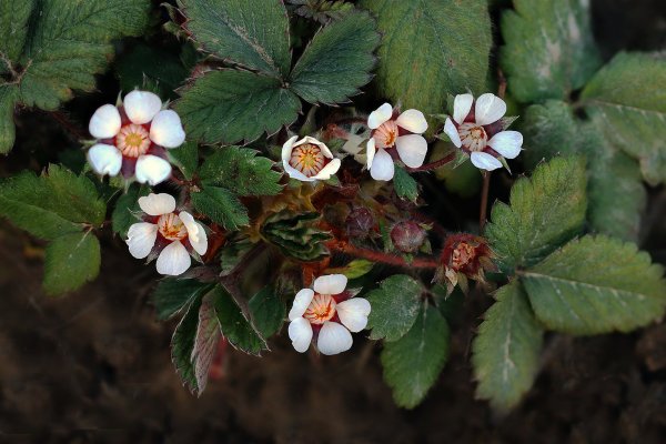 IMG_5100 Лапчатка мелкоцветковая (Potentilla micrantha)