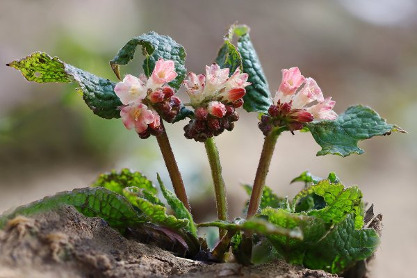 IMG_5444  окопник symphytum grandiflorum