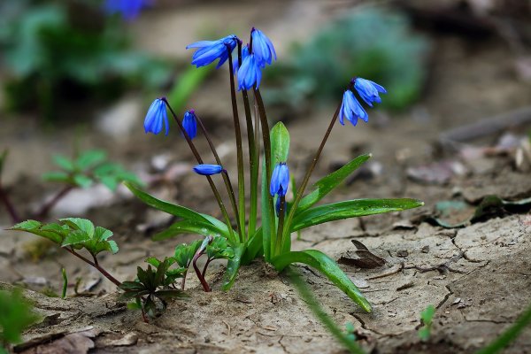 IMG_5500  Пролеска сцилла голубой подснежник