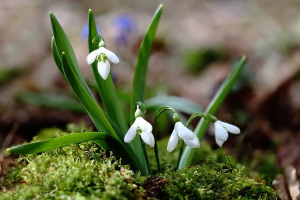 Plants and mushrooms