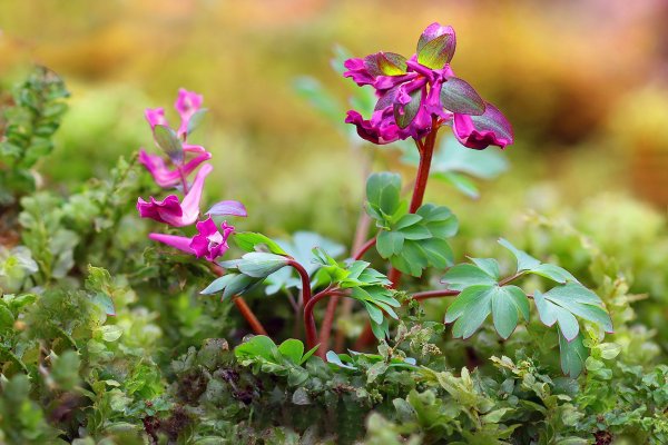 IMG_5747 Хохлатка corydalis caucasica