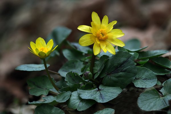 Plants and mushrooms