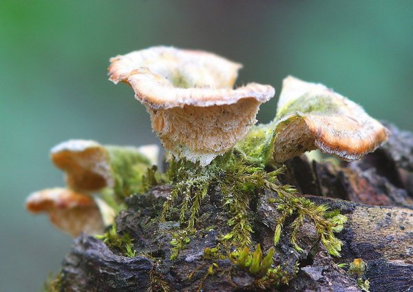 IMG_5884 Cladonia fimbriata (кладония бахромчатая)