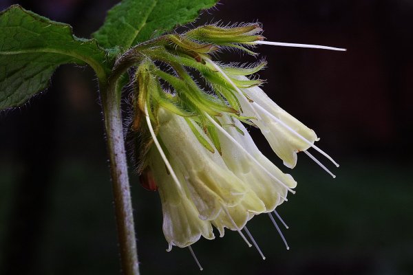 Plants and mushrooms