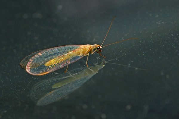 IMG_6191-1 Ночная гостья