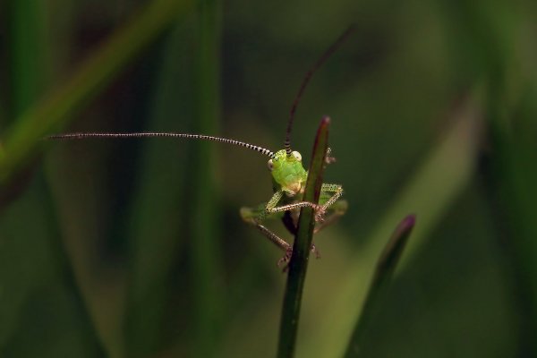 IMG_6306 Ну что уставился папарцик своим черным блестящим глазом? Кузнечика что-ли никогда не видел?