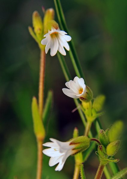 Plants and mushrooms