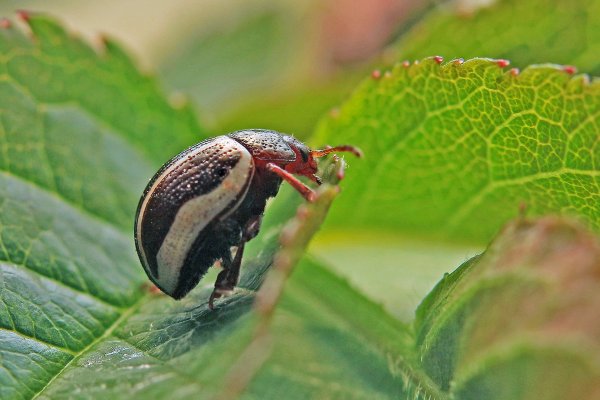 IMG_6383-1 Амброзиевый полосатый листоед Zygogramma suturalis