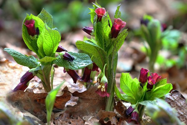 IMG_6622 Скополия карниолийская (Scopolia carniolica).Она-же кавказская
