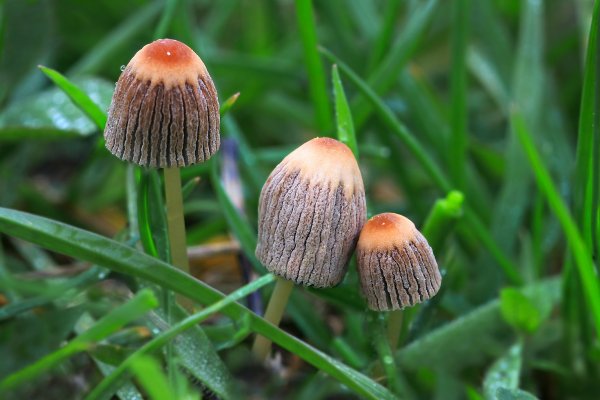 IMG_6709-1  Папа, мама и Я   (я больше похож на папу)