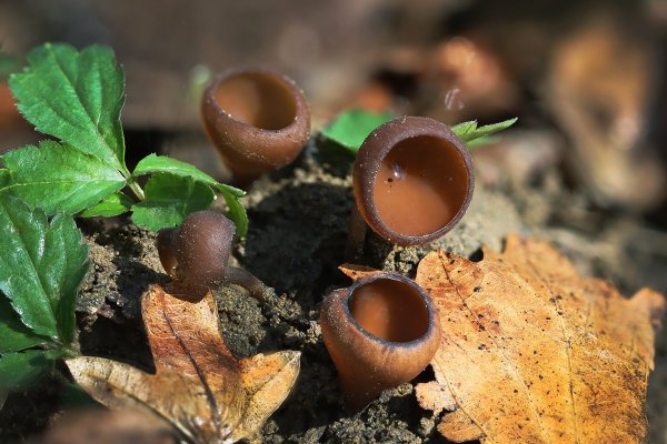 IMG_6800B, Думонтиния шишковатая Dumontinia tuberosa