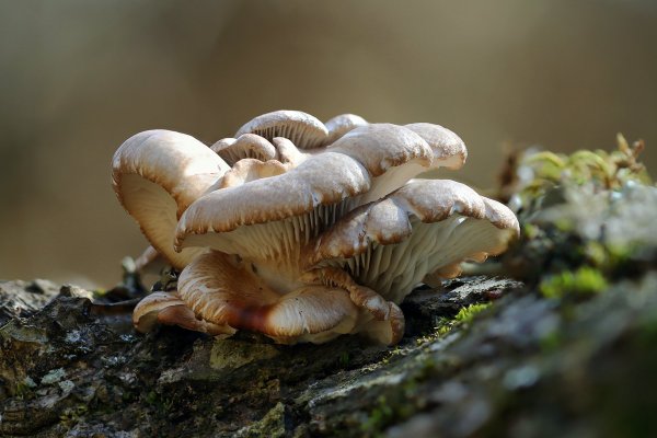 IMG_7040 Вёшенка устричная (pleurotus ostreatus)