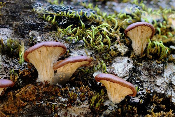 IMG_7171 Вешенка обыкновенная (pleurotus ostreatus)