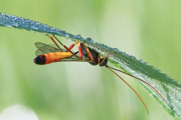 IMG_7333  Спрятался под листом - росу пережидает