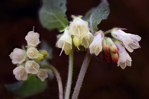 IMG_7424 Symphytum grandiflorum (окопник крупноцветковый)