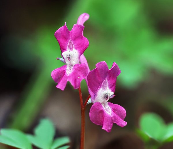 Plants and mushrooms