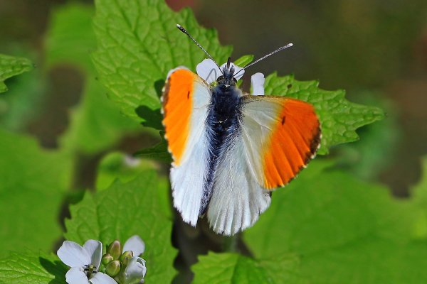IMG_7648-1 Зорька обыкновенная Anthocharis cardamines