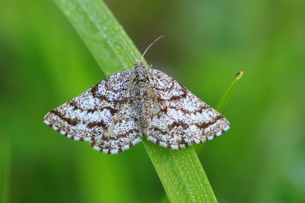 IMG_7877-1 Пяденица вересковая