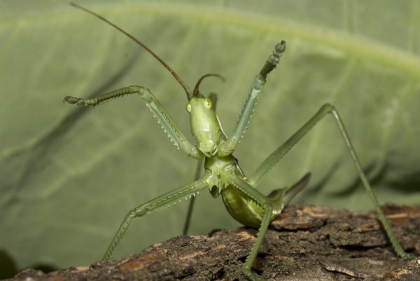 Щас как наброшусь!