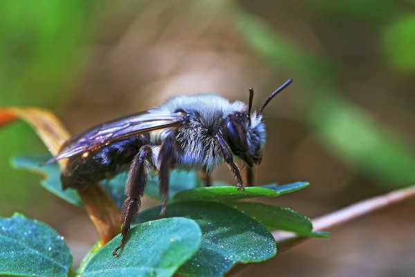 IMG_7990-1 Серая горная кавказская пчела