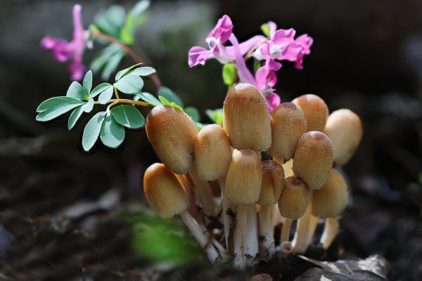 IMG_8040 Результат вчерашней грибной Экспедиции