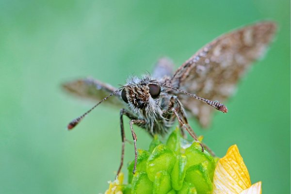 IMG_8434-1  Растрепка