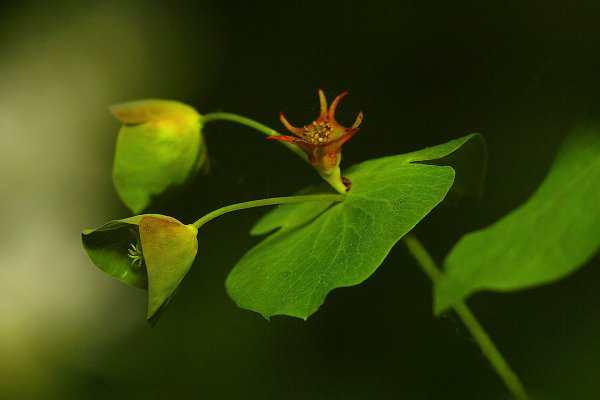 IMG_8477-1  молочай - Euphorbia sp