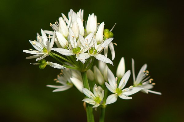 IMG_8484-1  лук медвежий черемша Allium ursinum