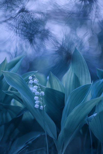 Светлого мая привет...