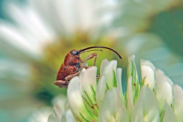 IMG_9445 Любитель прекрасного